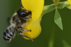 Megachile argentata