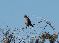 Rhinocrypta lanceolata
