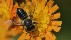 Megachile versicolor