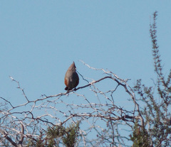 Rhinocrypta lanceolata