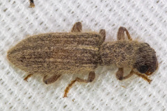 Cymatodera fuchsii