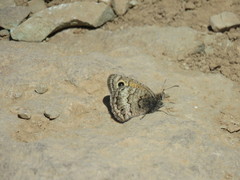 Hyponephele amardaea