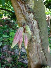 Theobroma cacao