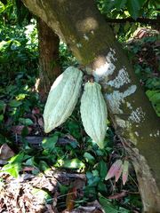 Theobroma cacao