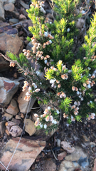 Erica lusitanica