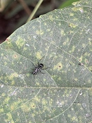 Polyrhachis militaris