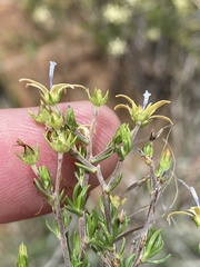 Wahlenbergia albens