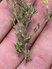 Wahlenbergia albens