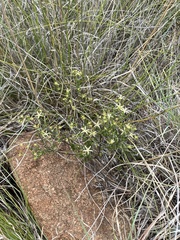 Wahlenbergia albens