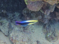 Labroides phthirophagus