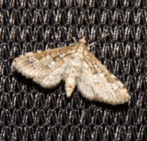 Salvinia Stem Borer Moth photo 4