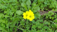 Oxalis pes-caprae