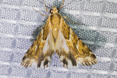 Drasteria eubapta