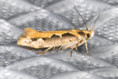 Ornativalva erubescens