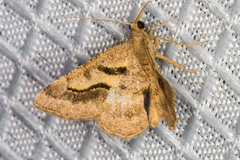 Digrammia subminiata