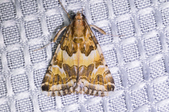 Drasteria eubapta