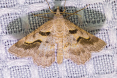 Digrammia subminiata