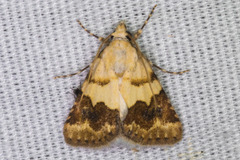 Euaontia semirufa