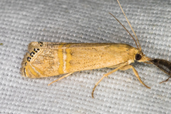 Euchromius californicalis