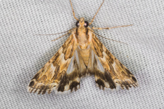 Drasteria eubapta