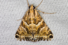 Drasteria eubapta