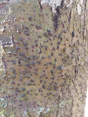 Bathelium carolinianum