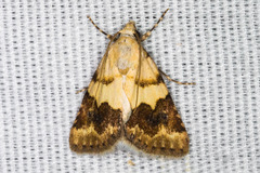 Euaontia semirufa