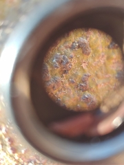 Bathelium carolinianum