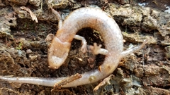 Plethodon ventralis