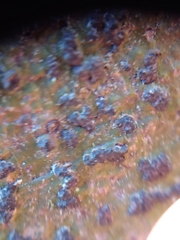 Bathelium carolinianum