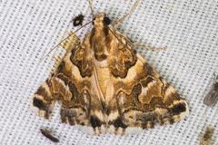 Drasteria eubapta