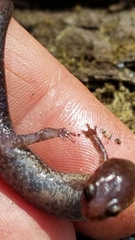 Plethodon ventralis