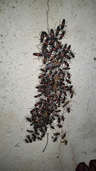 Stenomacra marginella