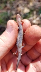 Plethodon ventralis