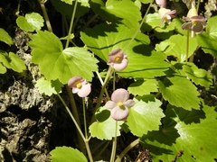Begonia uniflora