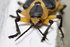 Mecistomela marginata