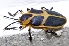 Mecistomela marginata