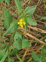 Ludwigia prostrata