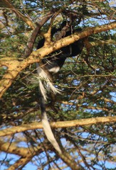 Colobus guereza matschiei