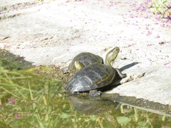 Emys orbicularis persica