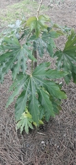 Fatsia