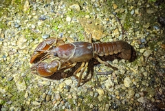 Lacunicambarus thomai