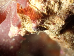 Cerithiopsis tubercularis