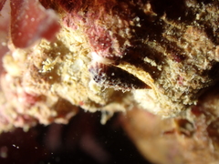 Cerithiopsis tubercularis