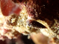 Cerithiopsis tubercularis