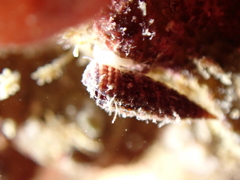 Cerithiopsis tubercularis