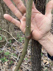 Smilax smallii