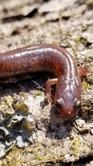 Plethodon ventralis