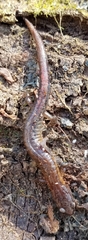 Plethodon ventralis