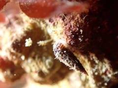 Cerithiopsis tubercularis